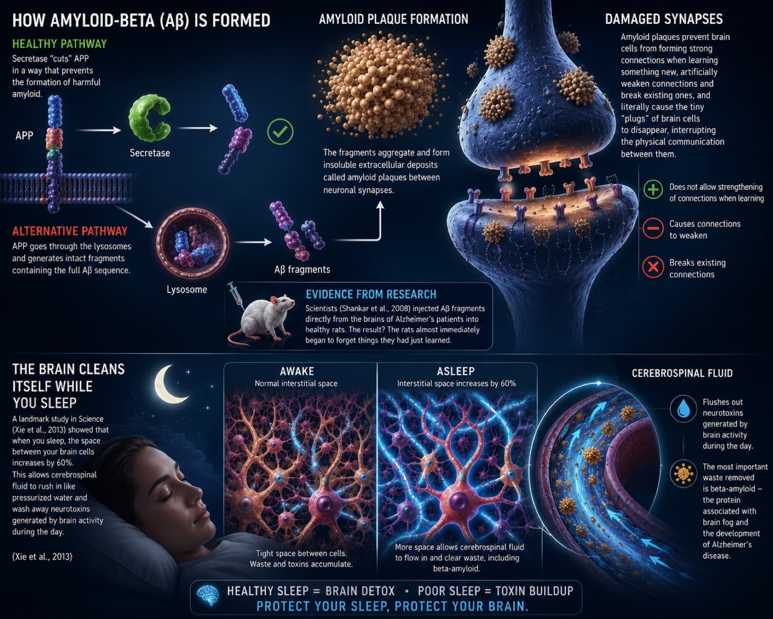 Formation of amyloid plaques between synapses