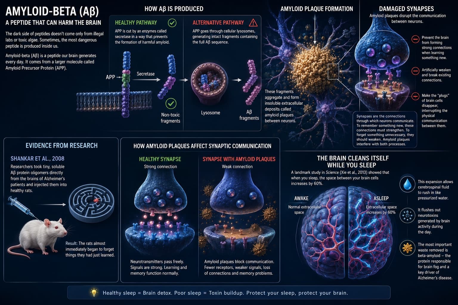 Amyloid-beta and synaptic damage in the aging brain